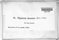 Physarum sinuosum image